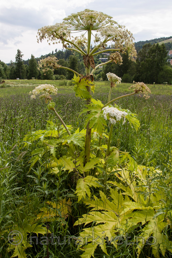 KA_07_1_0951 / Heracleum mantegazzianum / Kjempebjørnekjeks