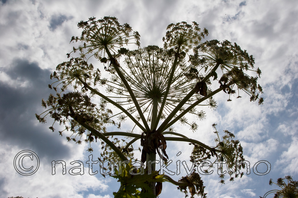 KA_07_1_0953 / Heracleum mantegazzianum / Kjempebjørnekjeks