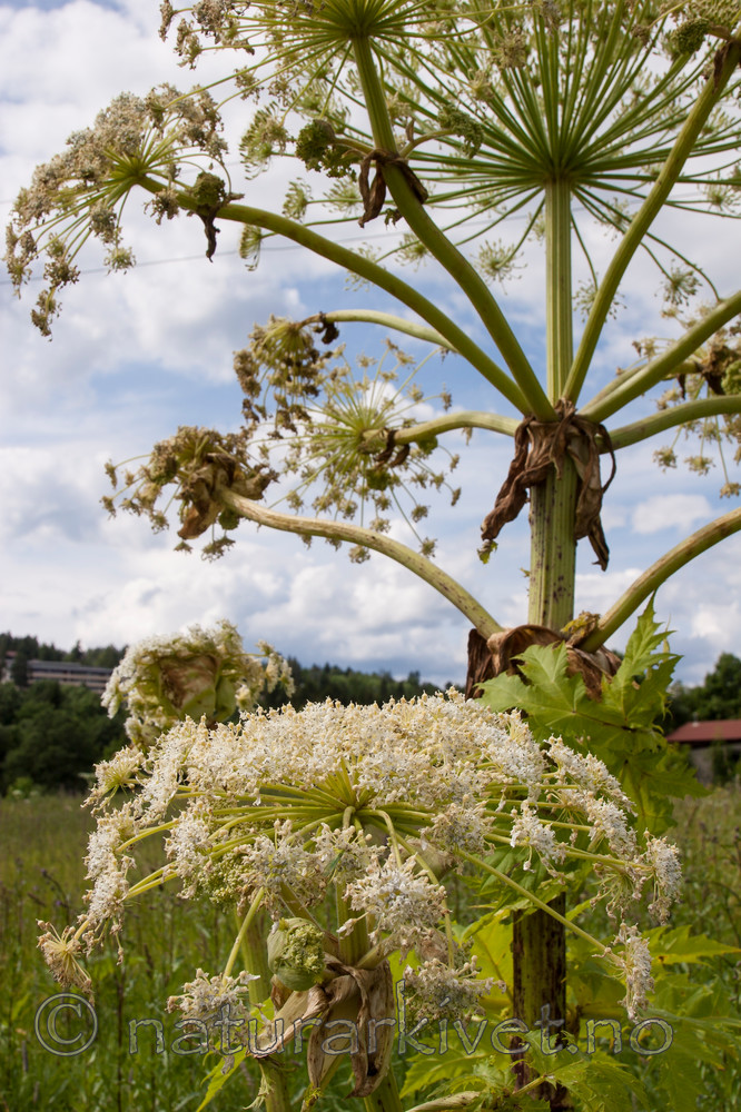 KA_07_1_0954 / Heracleum mantegazzianum / Kjempebjørnekjeks