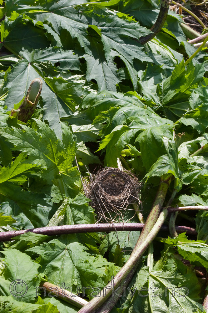 KA_07_1_0957 / Heracleum mantegazzianum / Kjempebjørnekjeks