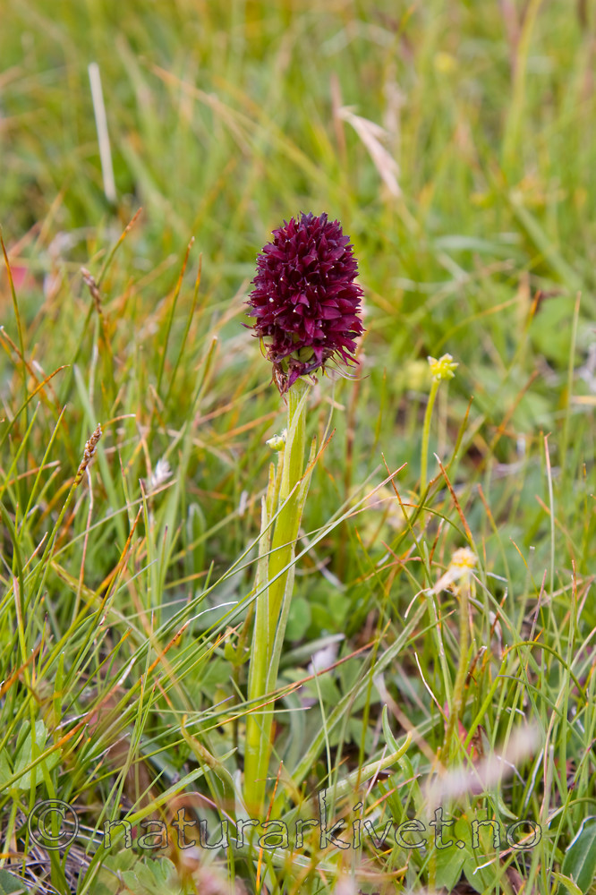 KA_07_1_1006 / Nigritella nigra / Svartkurle