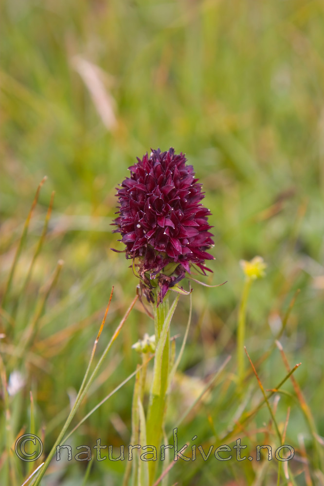 KA_07_1_1008 / Nigritella nigra / Svartkurle