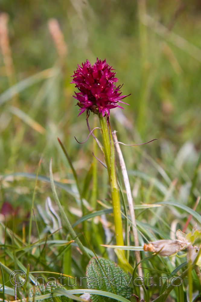 KA_07_1_1011 / Nigritella nigra / Svartkurle