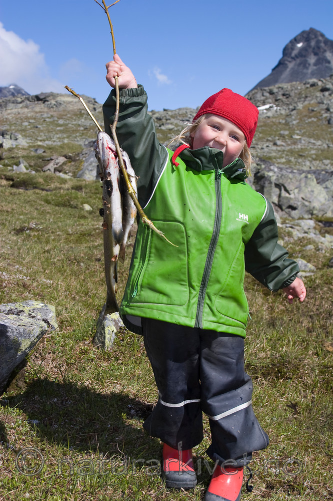 KA_07_1_1160 / Salmo trutta / ørret