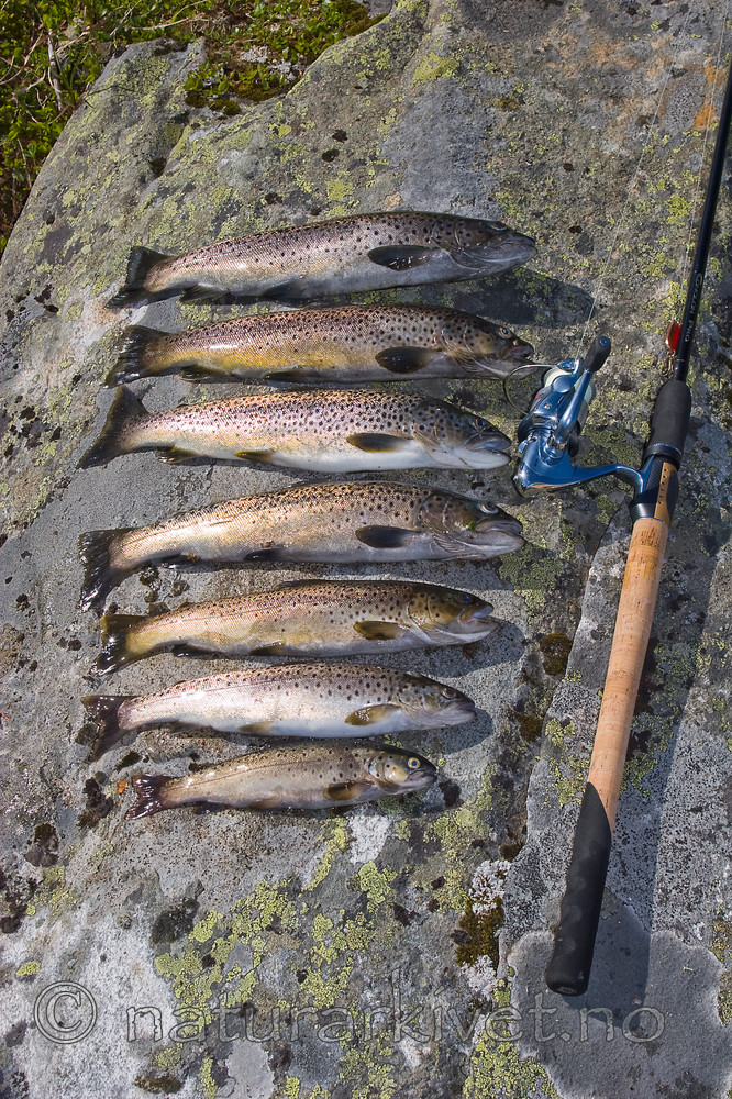 KA_07_1_1172 / Salmo trutta / ørret