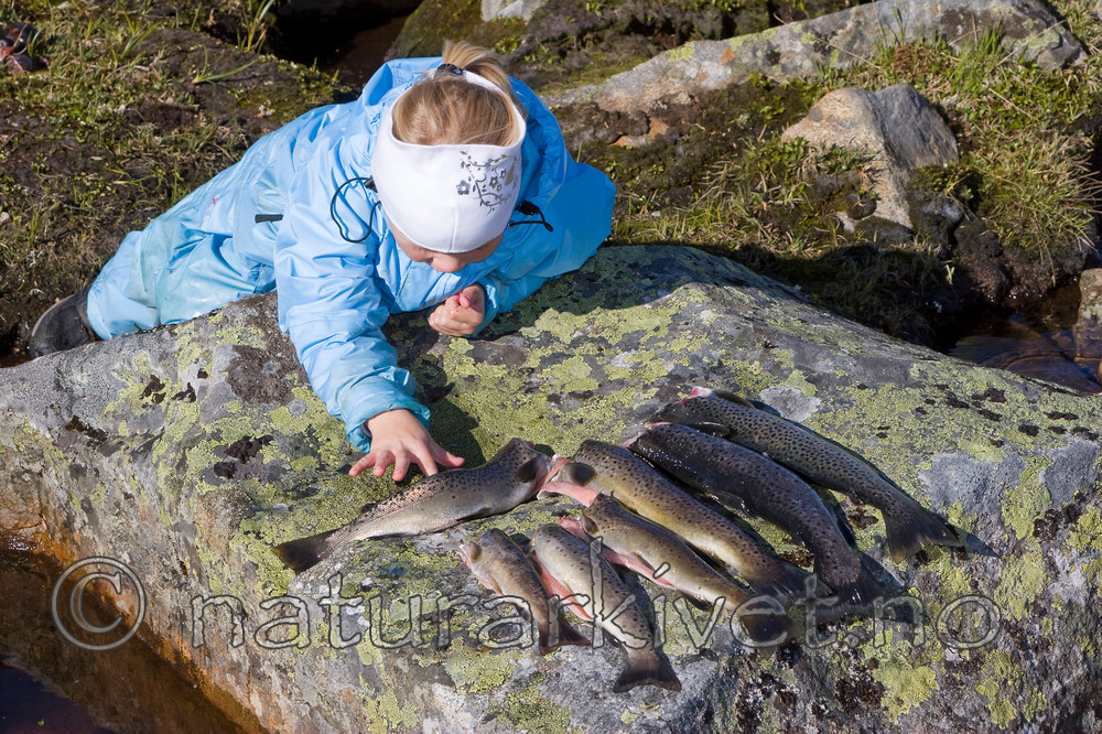 KA_07_1_1175 / Salmo trutta / ørret