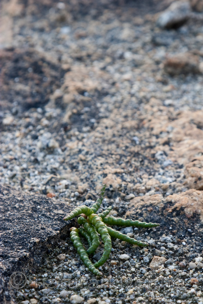 KA_07_1_1319 / Salicornia europaea / Salturt