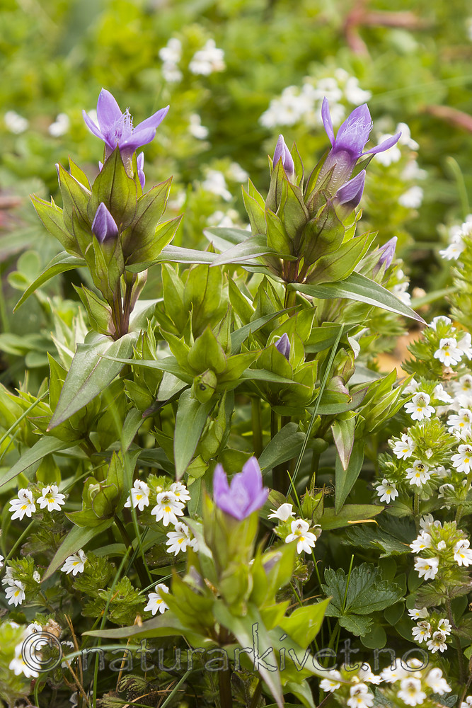 KA_07_1_1365 / Gentianella campestris / Bakkesøte