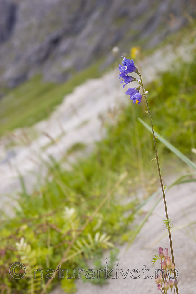 KA_07_1_1393 / Polemonium caeruleum / Fjellflokk