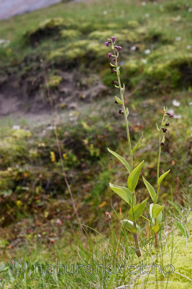 KA_07_1_1501 / Epipactis atrorubens / Rødflangre