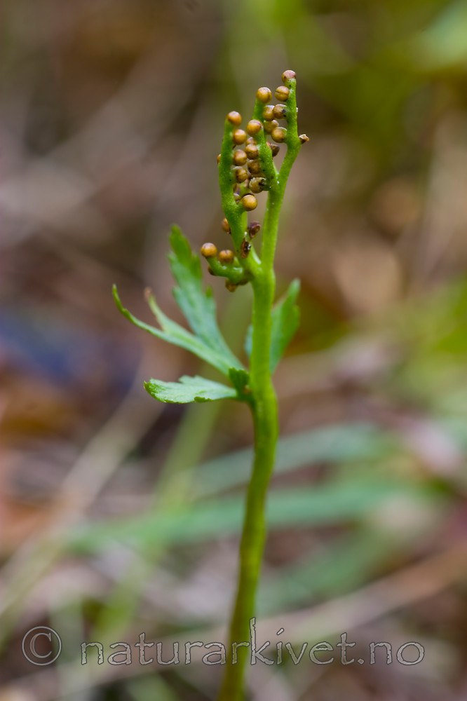 KA_07_1_1520 / Botrychium lanceolatum / Handmarinøkkel