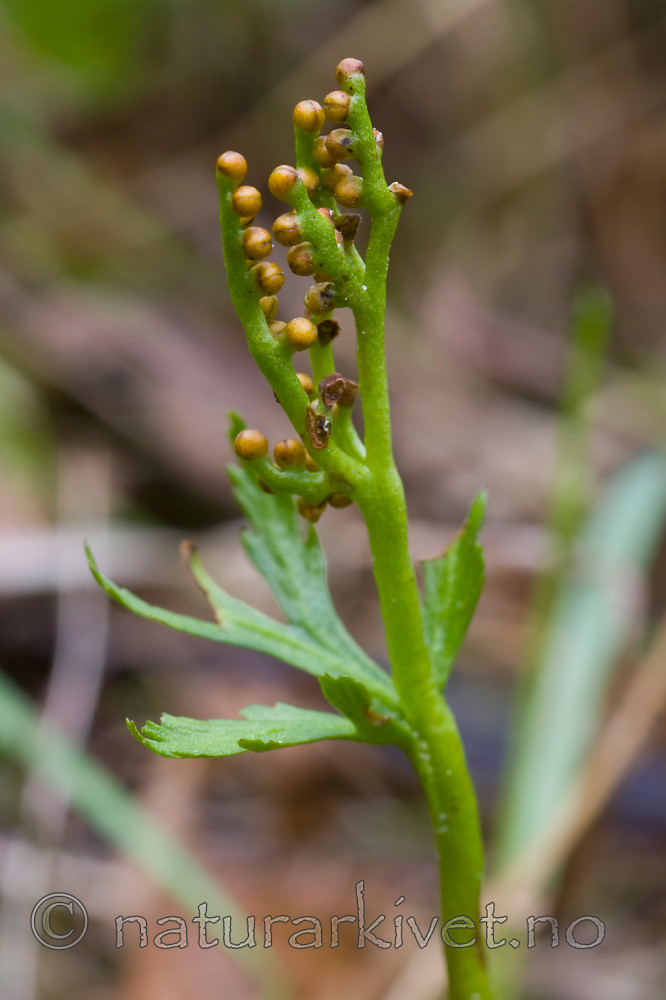 KA_07_1_1523 / Botrychium lanceolatum / Handmarinøkkel