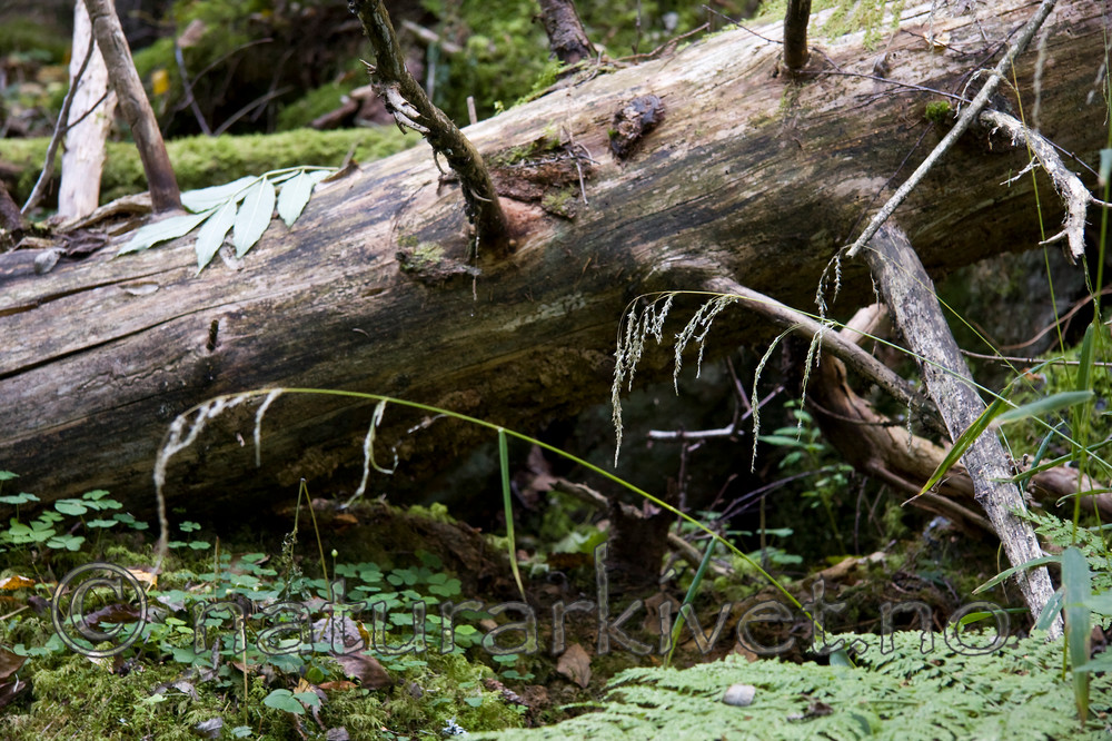 KA_07_1_1672 / Cinna latifolia / Huldregras