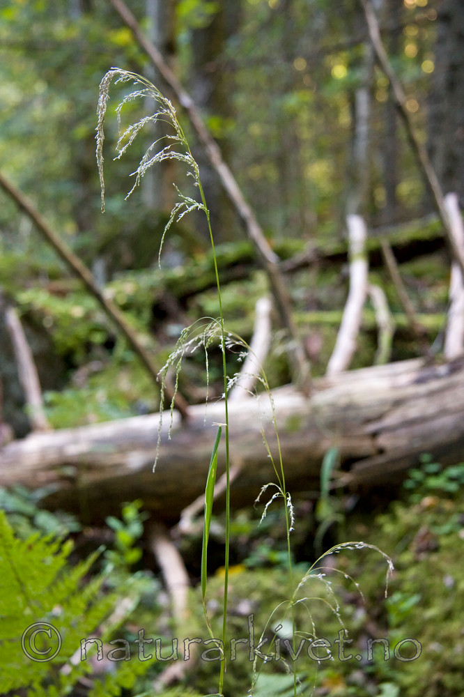 KA_07_1_1674 / Cinna latifolia / Huldregras