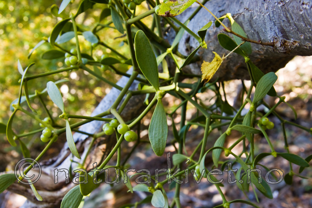 KA_07_1_1702 / Viscum album / Misteltein