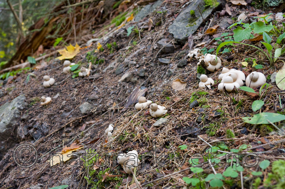 KA_07_1_1776 / Geastrum fimbriatum / Brun jordstjerne