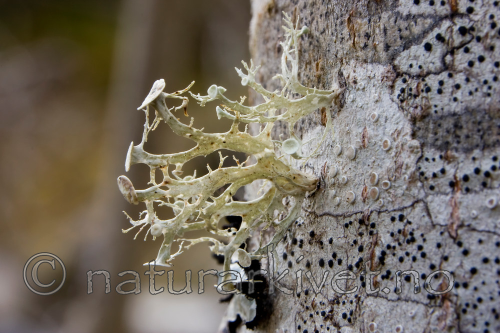 KA_07_1_1809 / Ramalina sinensis / Flatragg