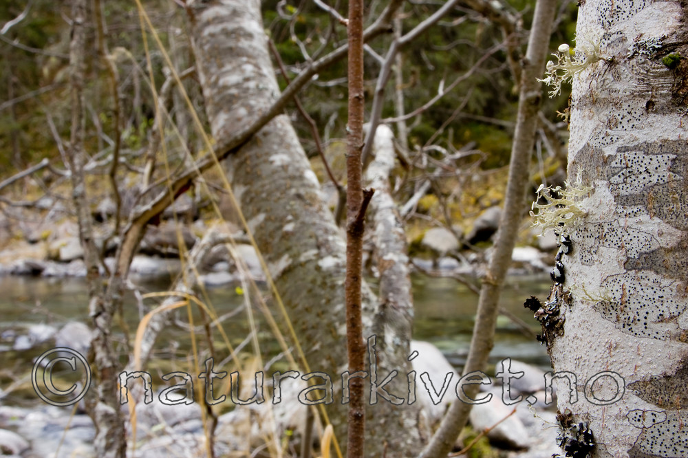 KA_07_1_1811 / Ramalina sinensis / Flatragg