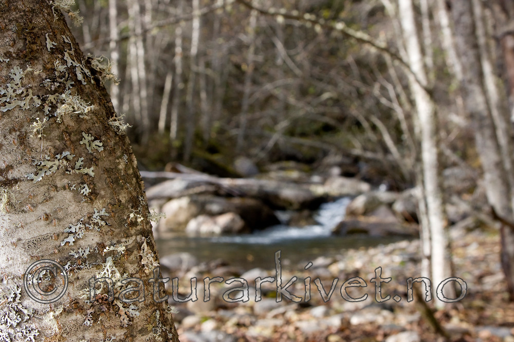 KA_07_1_1815 / Ramalina sinensis / Flatragg