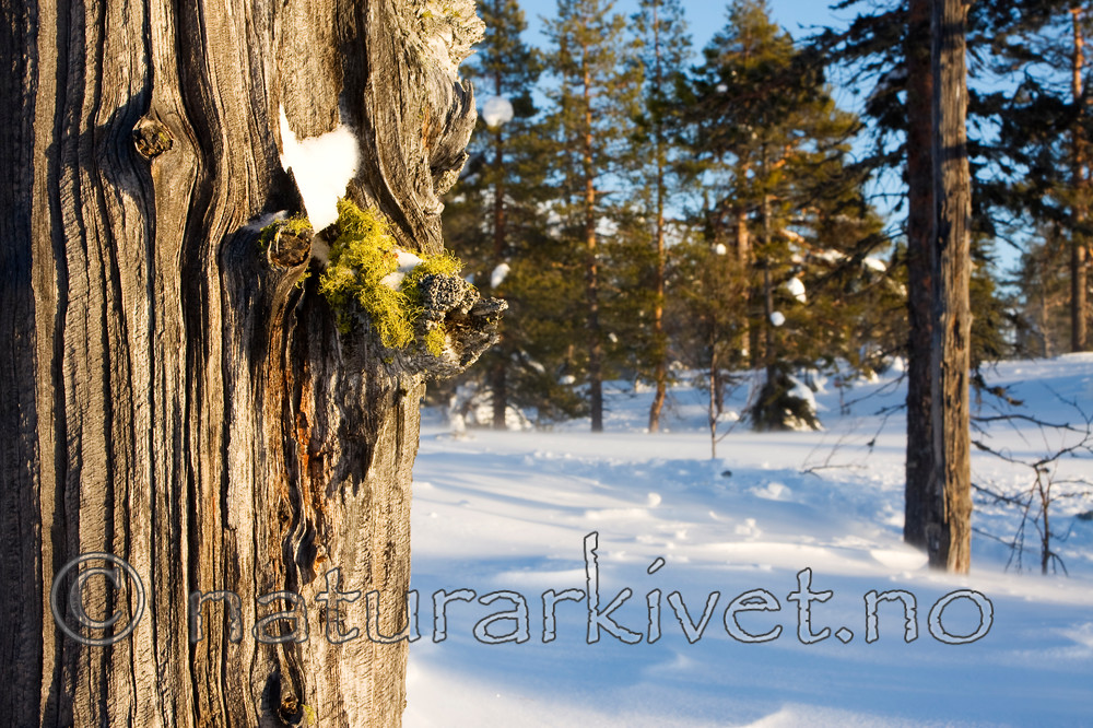 KA_08_1_0046 / Letharia vulpina / Ulvelav