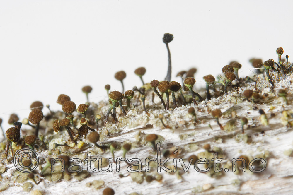 KA_08_1_0184 / Chaenotheca phaeocephala / Stautnål