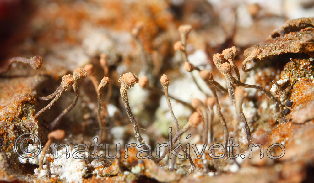 KA_08_1_0194 / Sclerophora coniophaea / Rustdoggnål