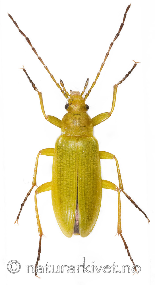 KA_08_1_0218 / Cteniopus sulphureus