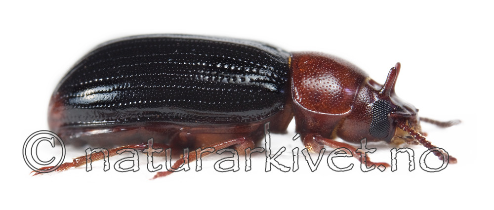 KA_08_1_0275 / Neomida haemorrhoidalis