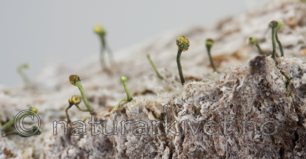 KA_08_1_0285 / Chaenotheca laevigata / Taiganål