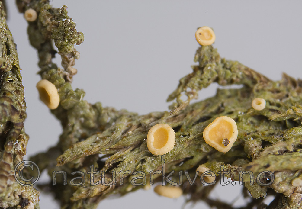 KA_08_1_0286 / Coenogonium luteum / Gul vokslav