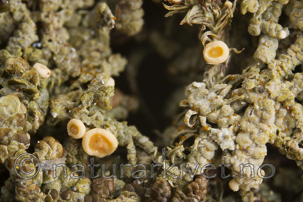 KA_08_1_0288 / Coenogonium luteum / Gul vokslav