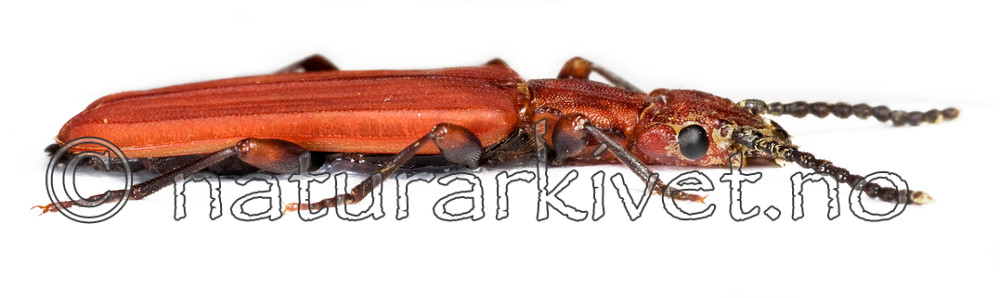 KA_08_1_0408 / Cucujus cinnaberinus / Sinoberbille