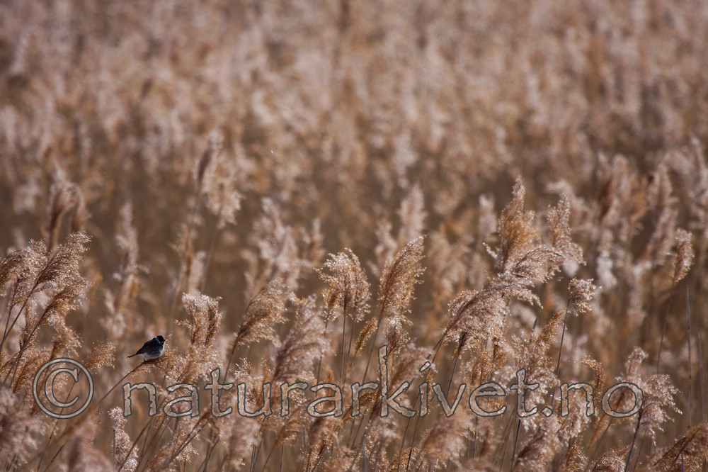 KA_08_1_0504 / Emberiza schoeniclus / Sivspurv <br /> Phragmites australis / Takrør