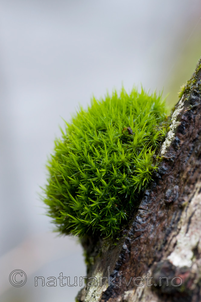 KA_08_1_0517 / Dicranum viride / Stammesigd