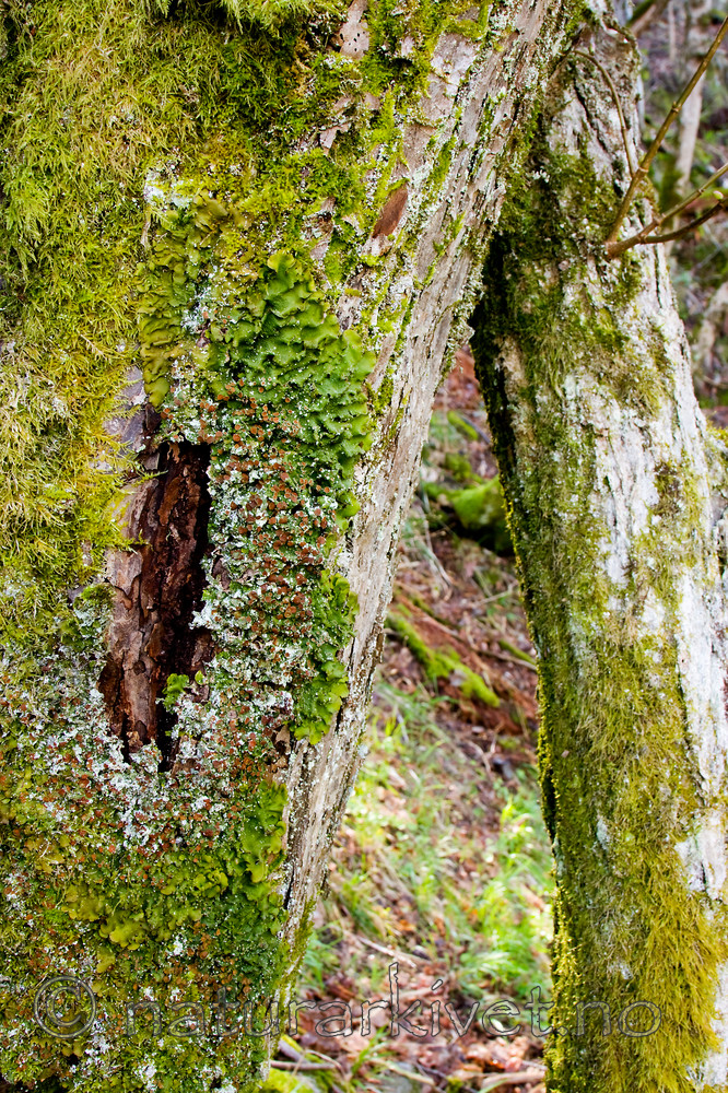 KA_08_1_0728 / Lobaria virens / Kystnever