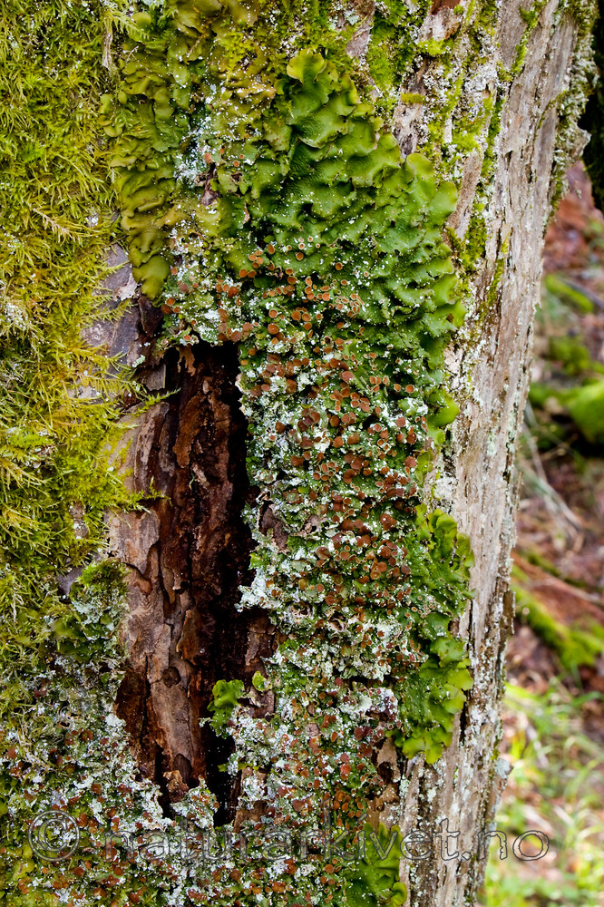 KA_08_1_0729 / Lobaria virens / Kystnever