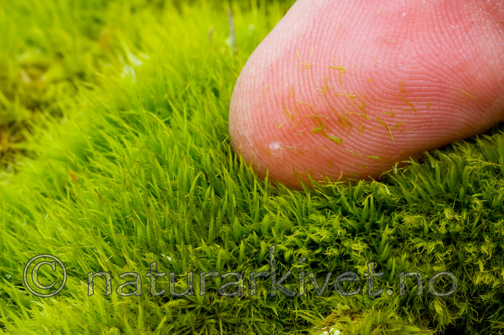 KA_08_1_0745 / Dicranum tauricum / Barksigd