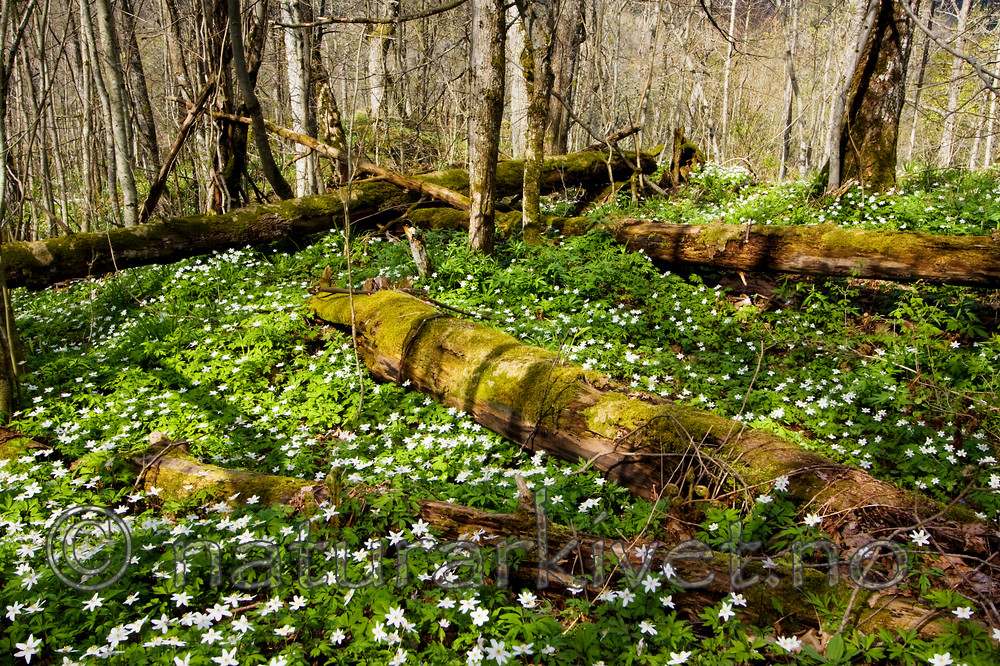 KA_08_1_0755 / Anemone nemorosa / Hvitveis