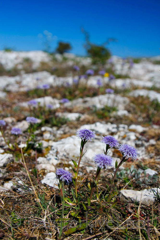 KA_08_1_0908_w / Globularia vulgaris