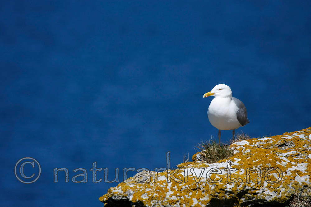 KA_08_1_0939_w / Larus argentatus / Gråmåke