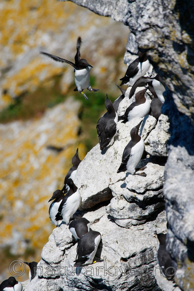 KA_08_1_0943_w / Uria aalge / Lomvi