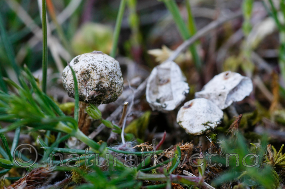 KA_08_1_0965_w / Tulostoma brumale / Grann styltesopp