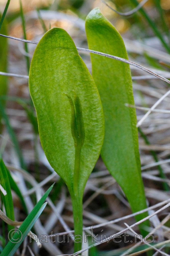 KA_08_1_0993_w / Ophioglossum vulgatum / Ormetunge