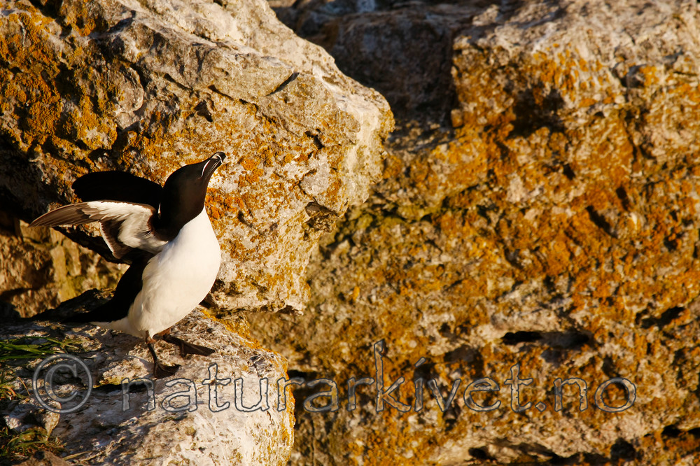 KA_08_1_1065_w / Alca torda / Alke