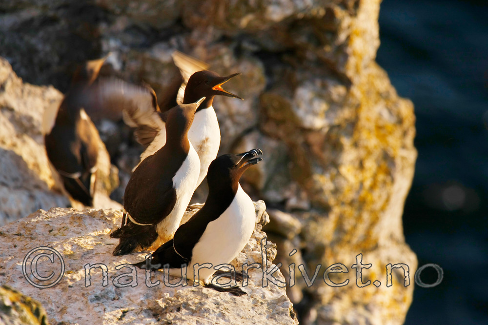 KA_08_1_1086_w / Alca torda / Alke <br /> Uria aalge / Lomvi