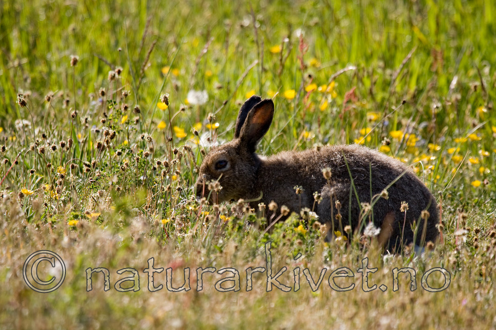 KA_08_1_1091w / Lepus timidus / Hare