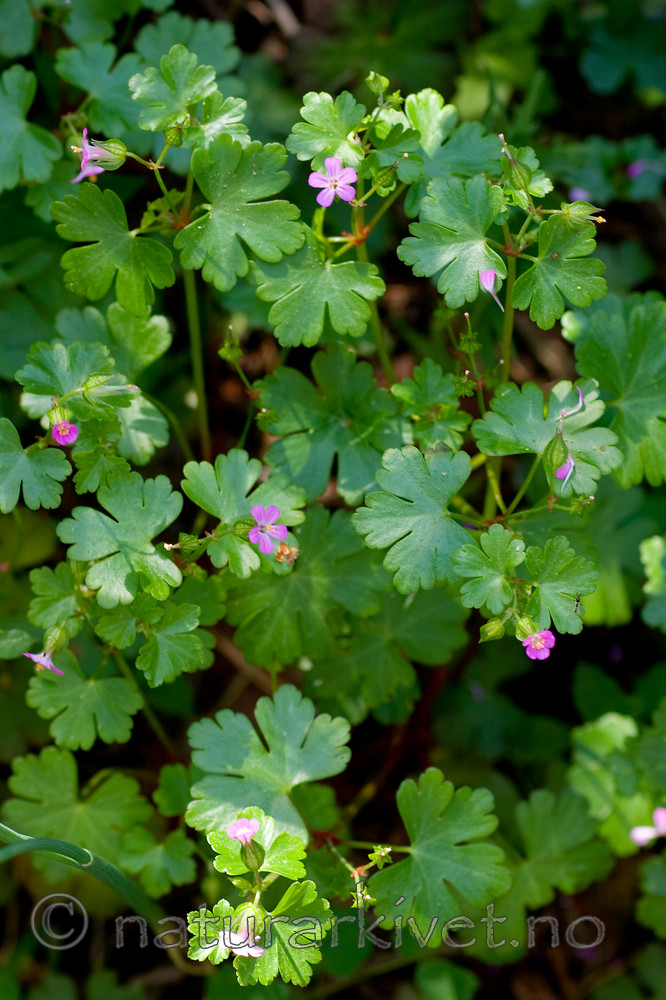KA_08_1_1096 / Geranium lucidum / Blankstorkenebb