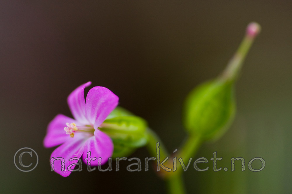 KA_08_1_1098 / Geranium lucidum / Blankstorkenebb