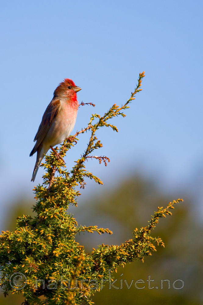 KA_08_1_1105 / Carpodacus erythrinus / Rosenfink