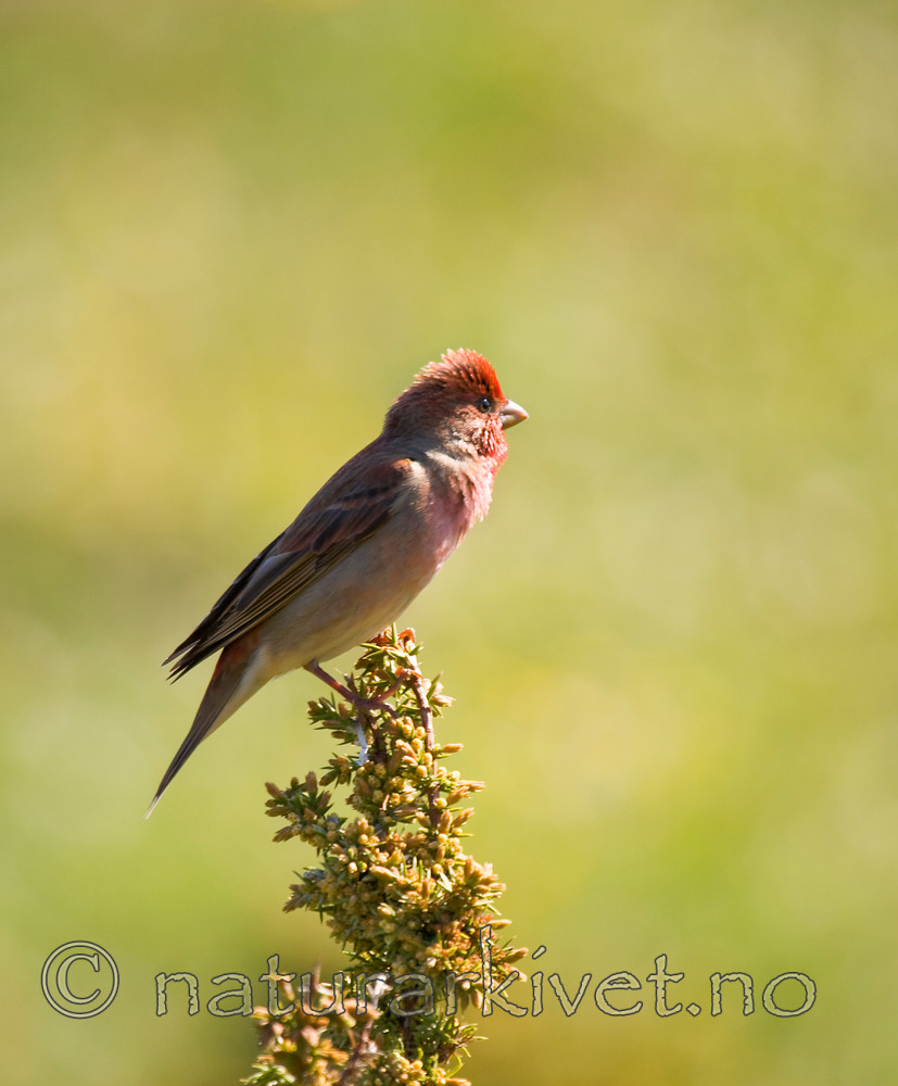 KA_08_1_1110 / Carpodacus erythrinus / Rosenfink